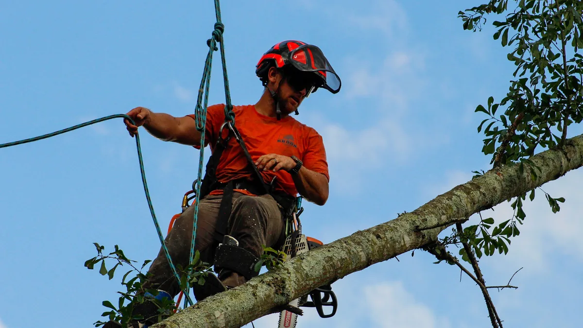 Brook Tree Service climber inspecting a large limb high in the canopy against a blue sky