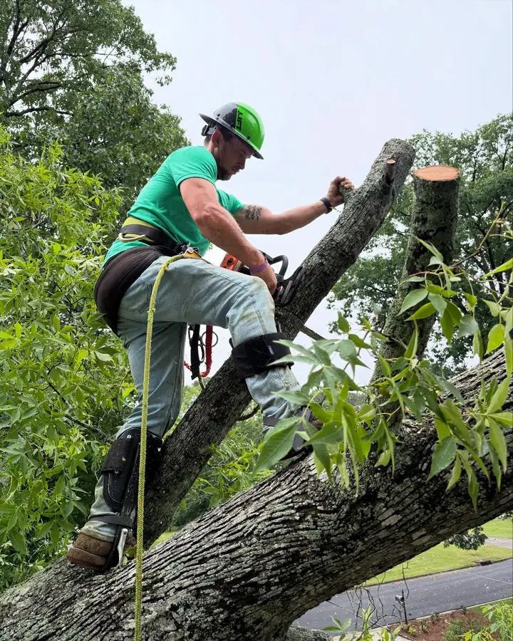 Crew member with chainsaw cutting large storm-damaged tree