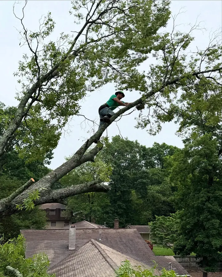 Expert climber high in tree canopy above residential rooftop