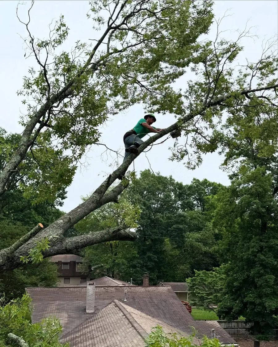 Expert climber high in tree canopy above residential rooftop