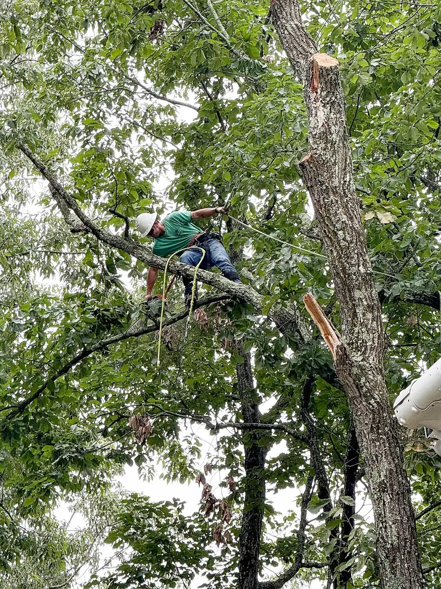 Climber rigging branches with ropes during tree removal