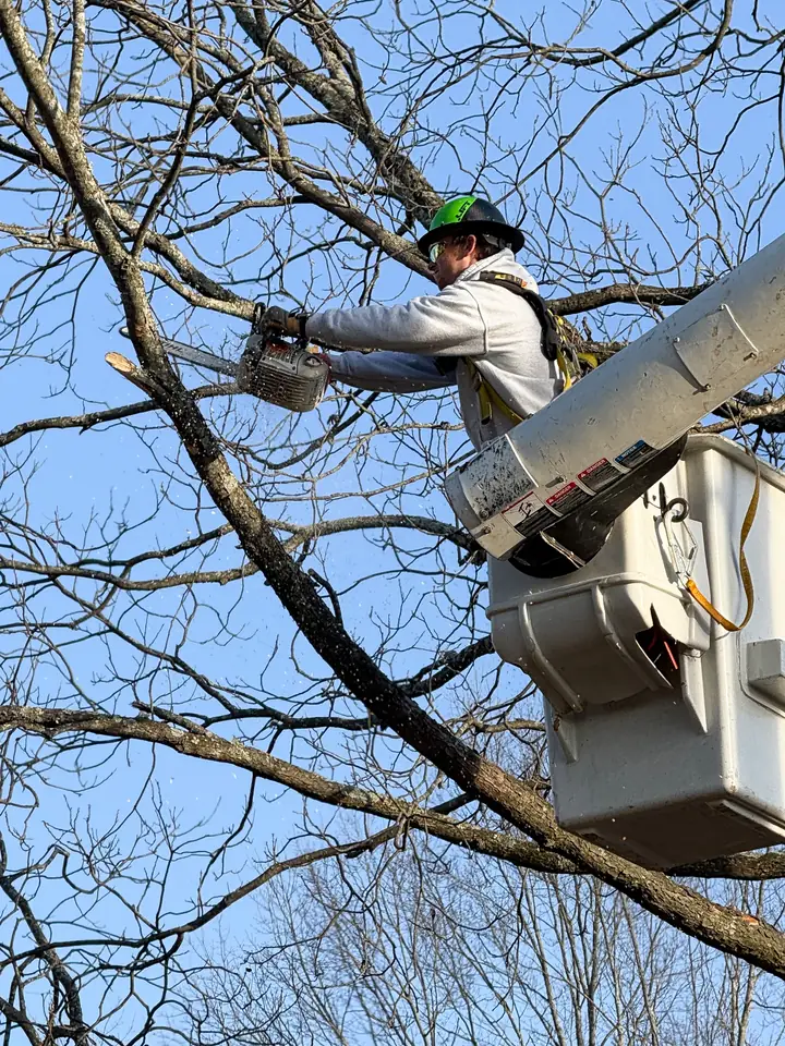 Brook Tree Service operator in bucket truck cutting branches with chainsaw against clear blue sky