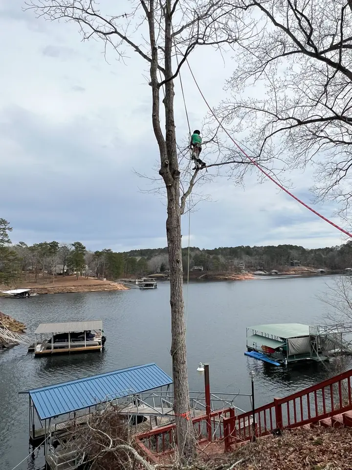 Climber working high in a lakeside tree above boat docks in Cullman County, AL