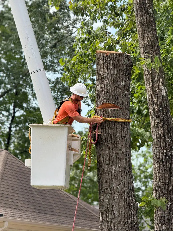 Crew member in bucket truck rigging a large tree trunk section for controlled removal