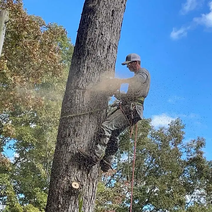 Climber on a large tree trunk cutting with chainsaw, sawdust flying in mid-air against blue sky