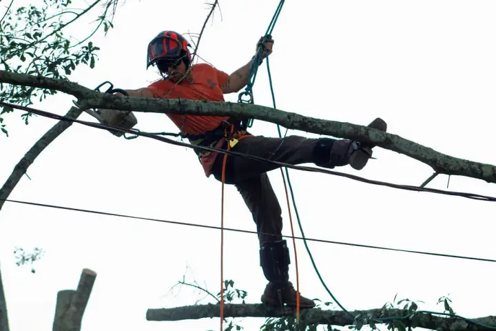 Brook Tree Service climber walking out on a large horizontal limb with rigging rope against a blue sky