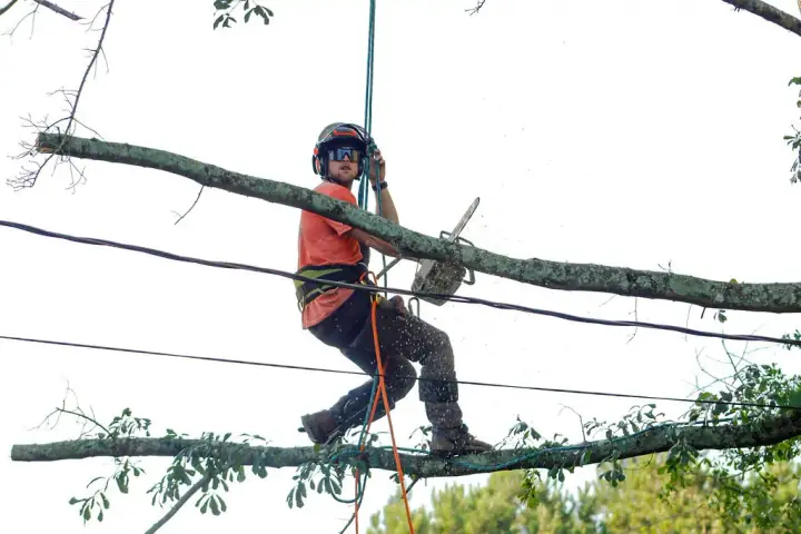 Climber seated high on a limb running rigging lines during a controlled tree removal