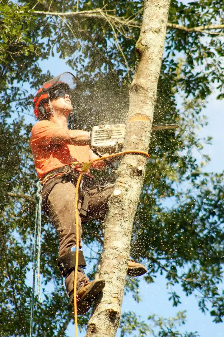 Climber cutting a tree section with a chainsaw, sawdust flying in mid-air