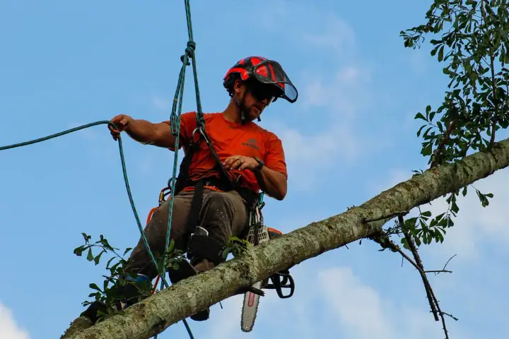 Brook Tree Service climber on a high limb with a chainsaw and red helmet against a clear blue sky