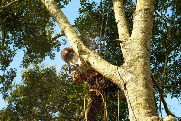 Climber making a cut on a large trunk high in the tree canopy