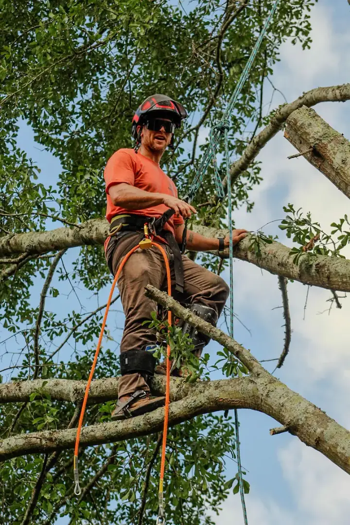 Climber ascending into the tree canopy on climbing lines