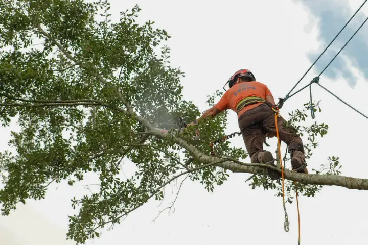 Climber walking a high limb and cutting branches, sawdust in the air