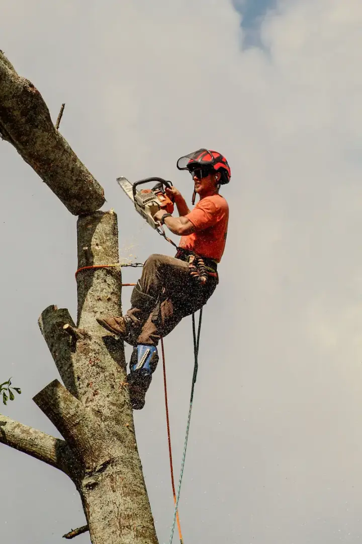 Climber working down a tall bare spar during a sectional tree removal