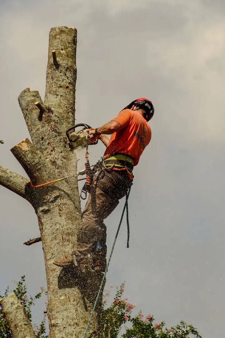 Climber near the top of a tall spar during a sectional tree removal