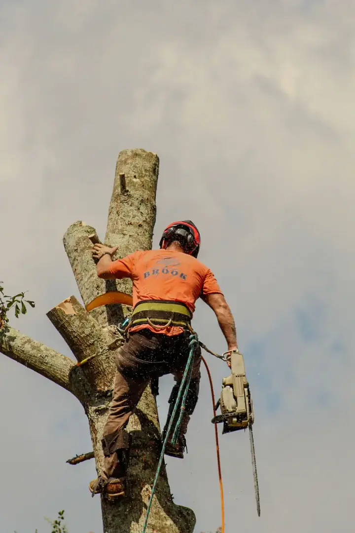 Climber high on a stripped spar removing a large tree in sections