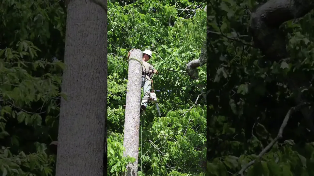 Brook Tree Service crew — all in a day's work